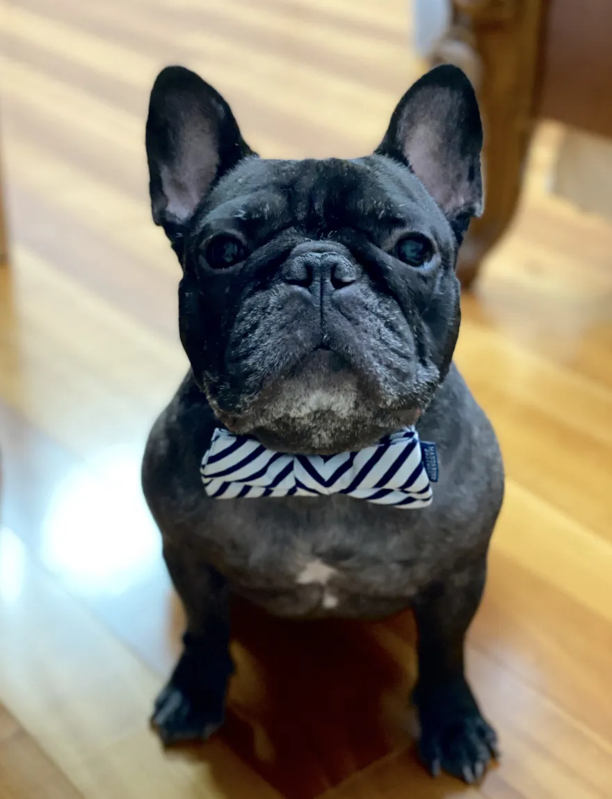 Ralph, a black French bulldog wearing a striped bow tie, looking straight at the camera